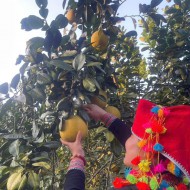 Bưởi đường nhà triệu